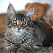 Kitten Maine Coon Male, в Ростове-на-Дону