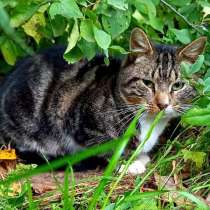 Надоевшая игрушка, мраморный котик Яшенька в добрые руки, в Санкт-Петербурге