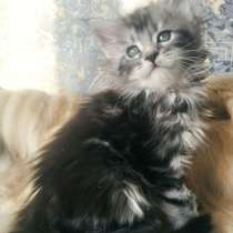 Котята мейн -кун, в Екатеринбурге