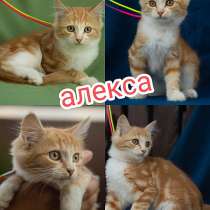Солнечные рыжики, бесподобные котята в добрые руки, в Москве