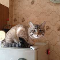 Ищем пропавшего кота, в Одинцово