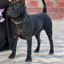 Щенки чунцин, в г.Бишкек