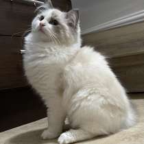 Мальчик Ragdoll в домашние любимцы или разведение, в г.Бруклин
