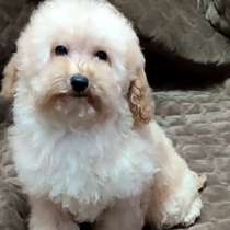 Poodle. Apricot boy, в г.Ульмет