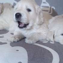 Щенки золотистого ретривера, в Симферополе