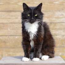 Шикарный котик в добрые руки, в Москве