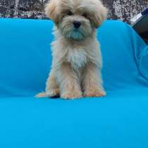 Мальтипу. Мини, в г.Берлин