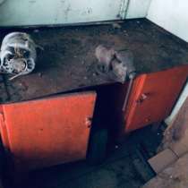 Продам верстак, в Каменск-Шахтинском