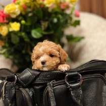 Мальтипу f1, в г.Анталия