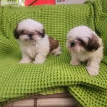 Щенки ши цу привитые, в г.Ришон-ле-Цион