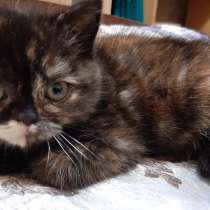 Шотландские котята, в г.Комрат