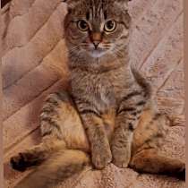 Отдам кошку в хорошие руки, в Туле