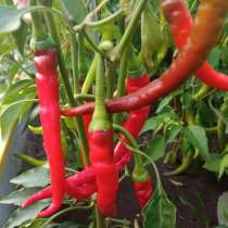 Перец острый Чили, в Киржаче
