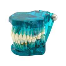 Демонстрационная модель Anya ТМ-105 Зубы, цветная, в Москве