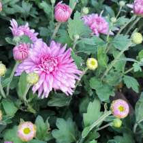 Продам хризантему, в г.Луганск