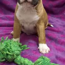 Красивый рыжий мальчик Амстаффтерьера ркф, в Москве