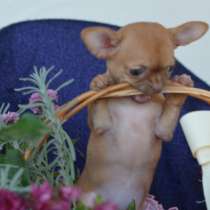 Chihuahua. Red girl, в г.Берлин