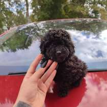 Kutsikas Toy-Puudle Kai (Щенок Той-Пуделя Кайа), в г.Курессааре