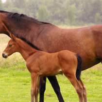 Куплю лошадей, в г.Могилёв