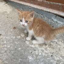 Очаровательные котята, в г.Кишинёв