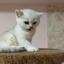 Драгоценные окрасы котят, в Кисловодске