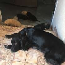 Продаю щенков Кокер - спаниель. По 50 евро, в г.Кишинёв