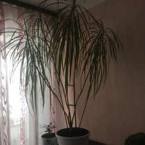 Декоративная пальма - ДРАЦЕНА, в Тольятти