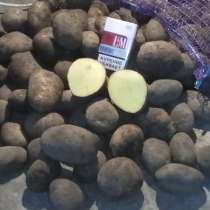 Выращивание картофеля, в Санкт-Петербурге