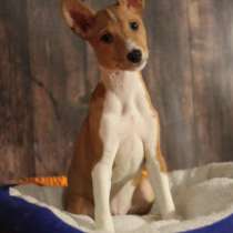 Африканский молчун, в Москве