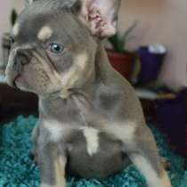 Французский бульдог. Lilac, в г.Анталия