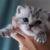 Шотландские и британские котята, в Москве