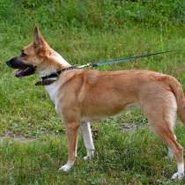 Найдена собака, в Москве