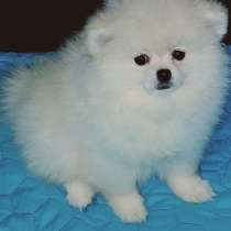 Померанский шпиц. Мишка, в г.Эберн