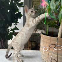 Бенгальская кошечка в разведение, в г.Флоренция