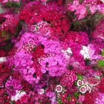 Гвоздика опт, в Краснодаре