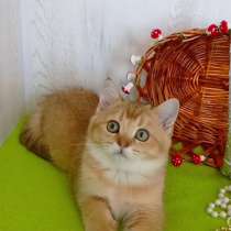 Шотландский котик. Золотая шиншилла, в г.Киев