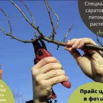 Обрезка сада, обрезка деревьев, в Саратове