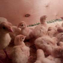 Индейка, куры китайские черные, в Солнечногорске