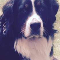 Шикарный кобель бернского зенненхунда для вязки, в Москве