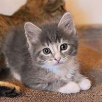 Четыре сыночка и лапочка дочка. Домашние котята в дар, в Санкт-Петербурге