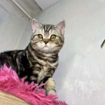 Британский котёнок, в Екатеринбурге