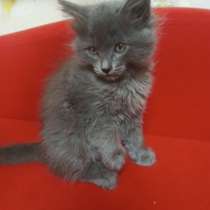 В добрые руки рады отправиться маленькие милые котята ?, в Нижнем Новгороде