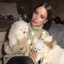 Белоснежные щенки помиранского шпица. РКФ, в Кирове