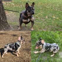 Продам пару французских бульдогов, в г.Мелитополь