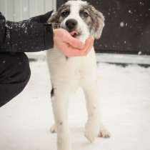 Сказочный белый щенок, в Санкт-Петербурге