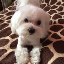 Болонка, в Москве