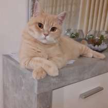 Бесплатно возьму котика, в г.Брилон