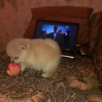 Щенки шпица, в Дмитрове