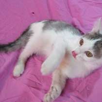 I Мяу you!, в г.Усть-Каменогорск