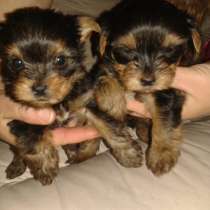 Прекрасные малыши мальчики йоркширского терьера, в Красноярске
